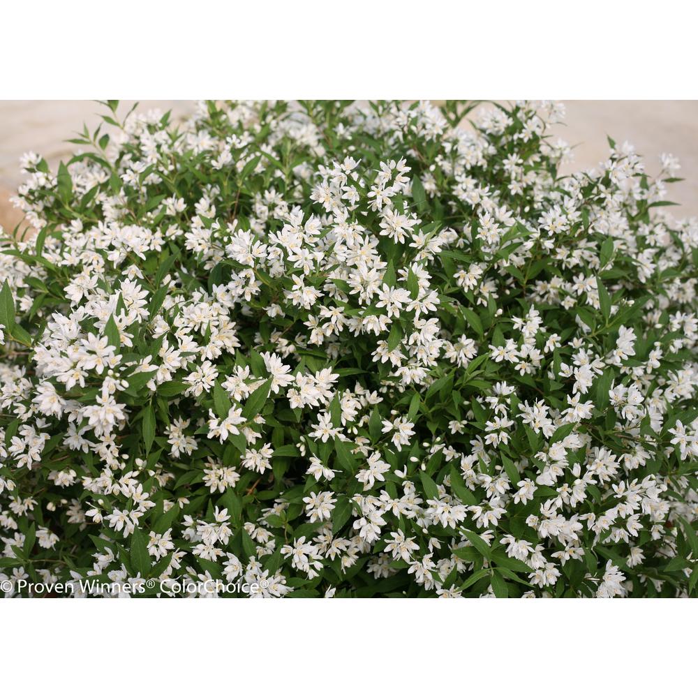 UPC 738793122592 product image for PROVEN WINNERS 1 Gal. Yuki Snowflake (Deutzia) Live Shrub, White Flowers | upcitemdb.com
