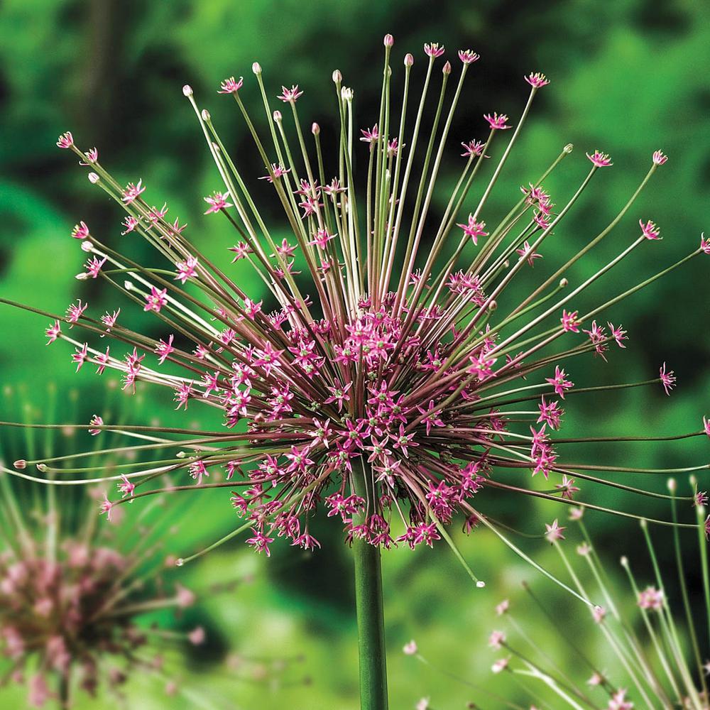 Breck's Schubertii Allium Bulbs (5Pack)88344 The Home Depot