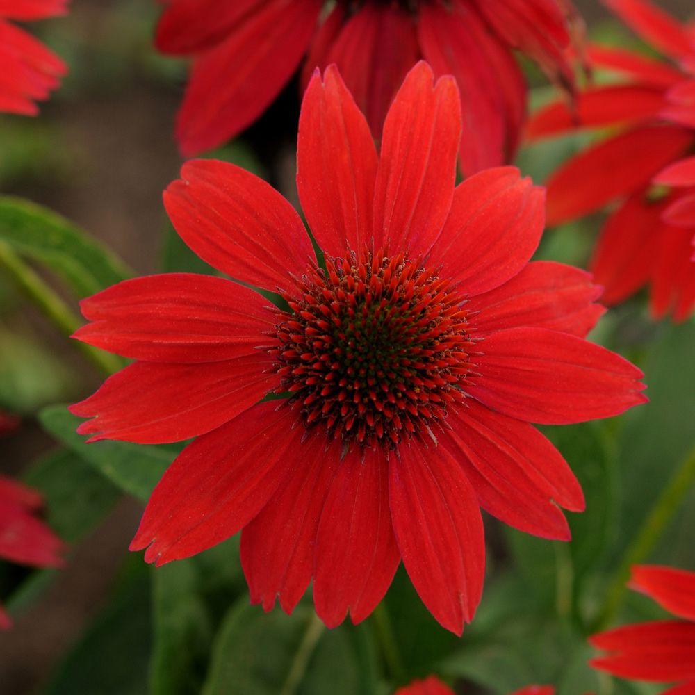 2.5 Qt. Sombrero Red Salsa Echinacea With Bright Red Blooms, Live