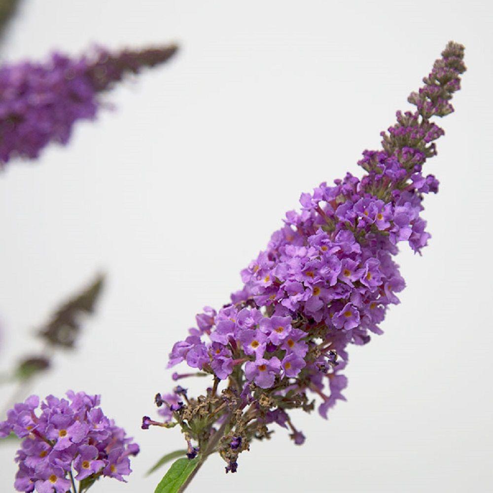 Southern Living Plant Collection 3 Gal Ultra Violet Buddleia With Violet Panicle Bloom Clusters Live Deciduous Shrub 05243fl The Home Depot