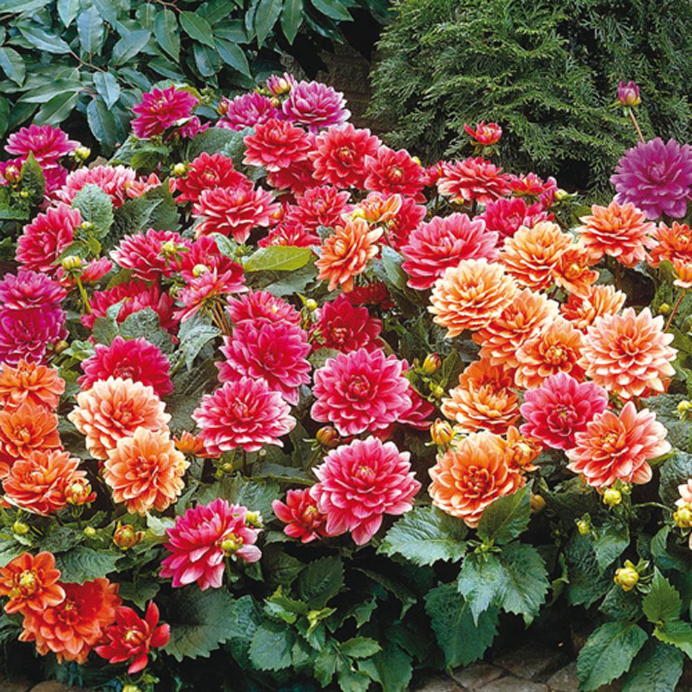 Breck S Border Dahlias Mixed Bulbs 5 Pack 01288 The Home Depot Breck S Border Dahlias Mixed Bulbs 5 Pack