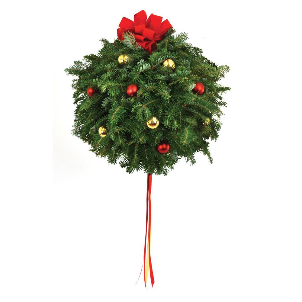 live fraser fir kissing christmas ball with red and gold ornaments and bow - Fresh Christmas Greenery live fraser fir kissing christmas ball with red and gold ornaments and bow - Fresh Christmas Greenery