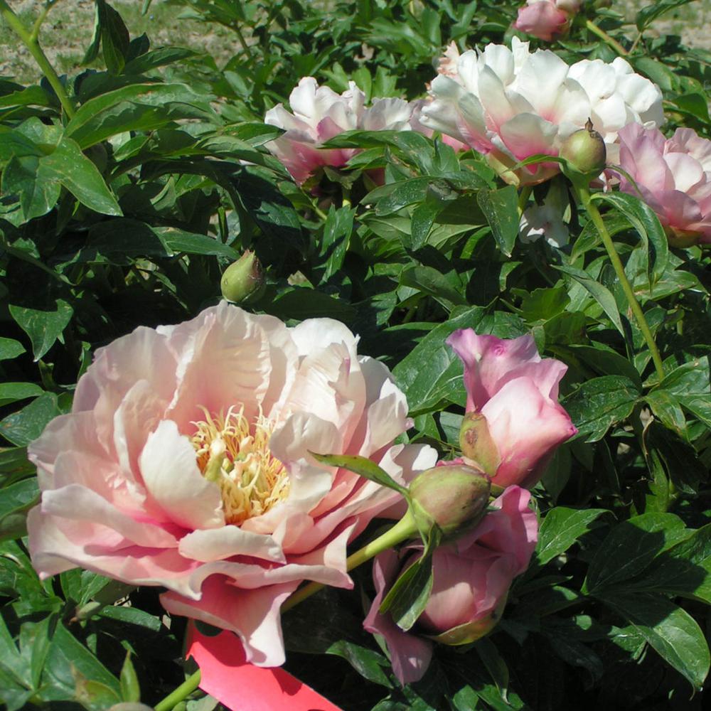 Spring Hill Nurseries 4 In Pot Itoh Peony Pastel Lilas Live Potted Spring Hill Nurseries 4 In Pot Itoh Peony Pastel Lilas Live Potted Perennial