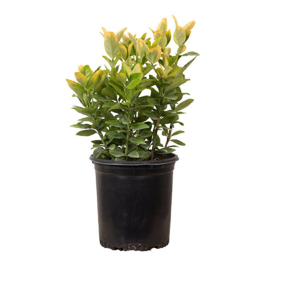 2.5 Qt. Golden Euonymus, Live Evergreen Shrub, Green and Gold