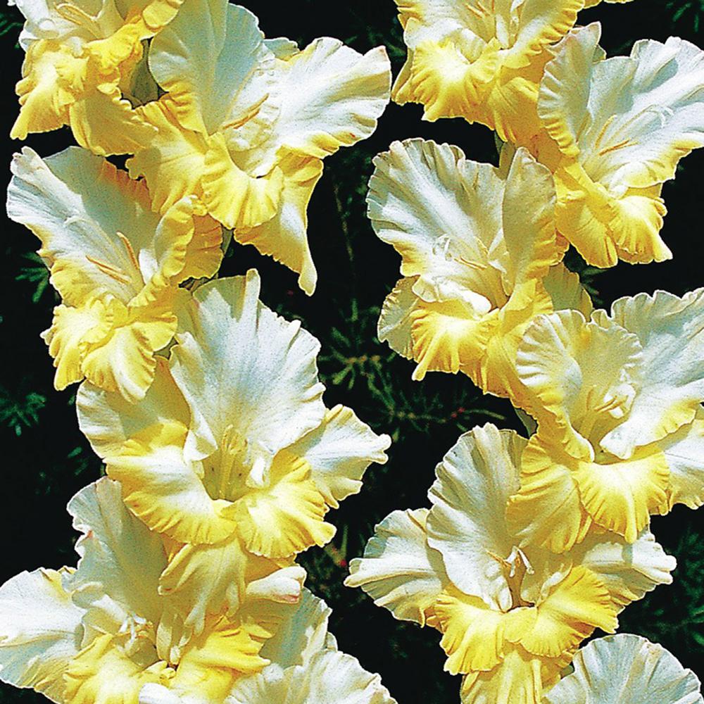 Van Zyverden Large Flowering Sunny Side Up White and Yellow Gladiolus ...