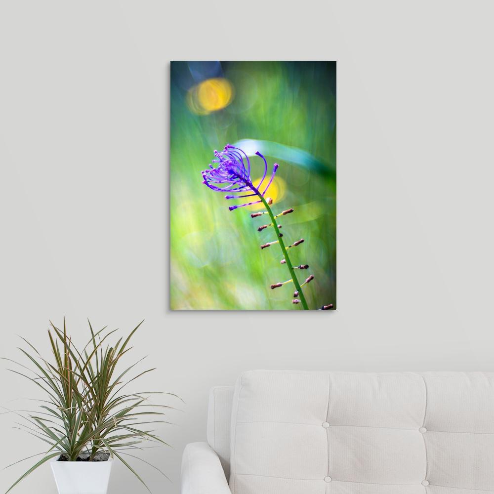 Greatcanvas Purple Flower By Marco Carmi Canvas Wall Art Greatcanvas Purple Flower By Marco Carmi Canvas Wall Art 2532195 24 16x24 The Home Depot