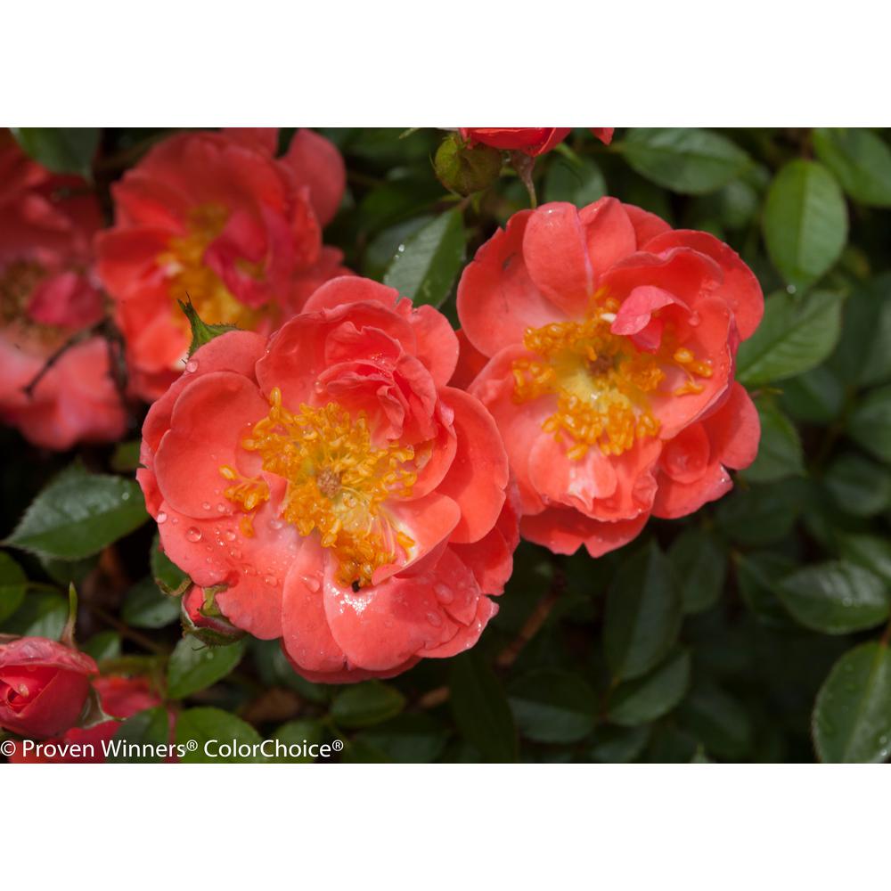 UPC 738793117925 product image for Proven Winners Fertilizers Oso Easy Mango Salsa ColorChoice Rosa 1 gal. Landscap | upcitemdb.com