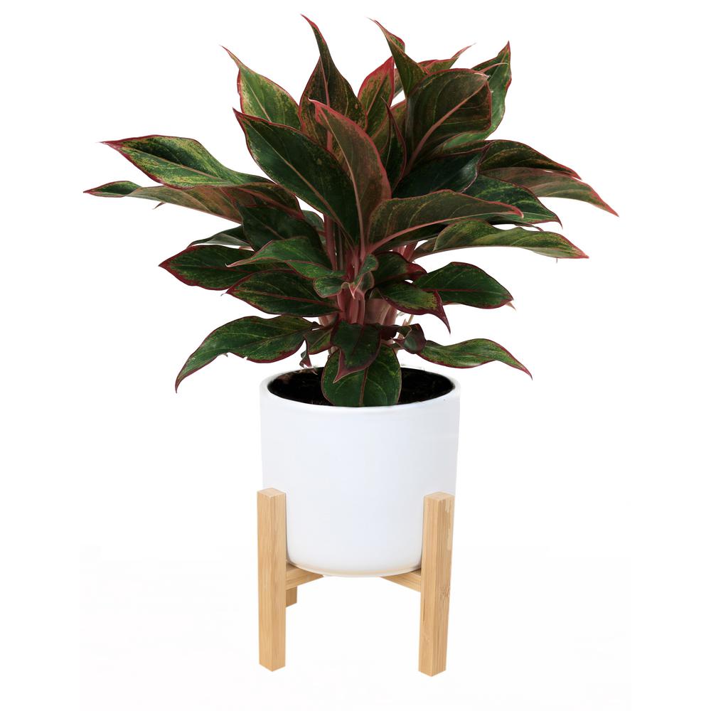Costa Farms 6 In Siam Aurora Red Aglaonema Plant In Mid Century Planter White Co Ags6 3 Midwhtstd The Home Depot,Cooking Prime Rib Roast On Rotisserie Barbecue