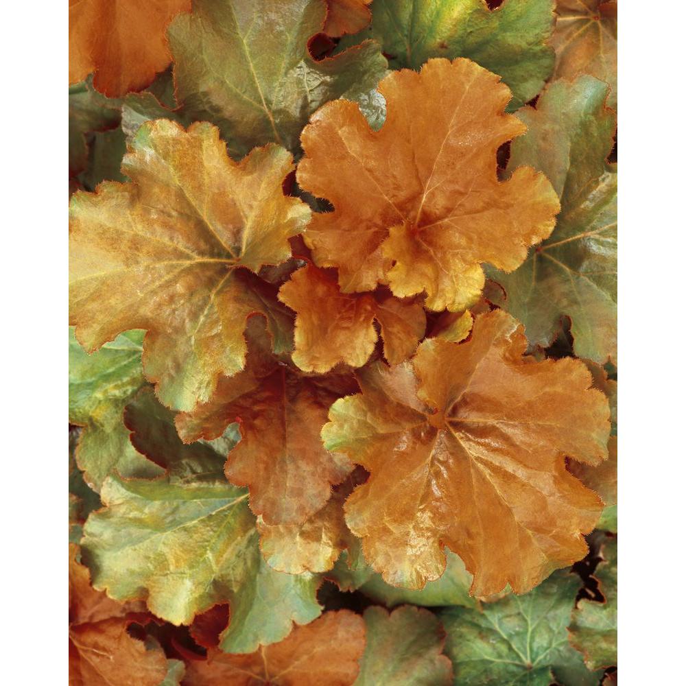 Proven Winners 4.5 in. qt. Dolce Creme Brulee Coral Bells (Heuchera