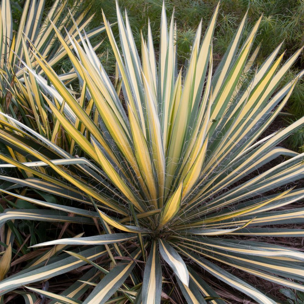 Yucca - Shrubs - Trees & Bushes - The Home Depot