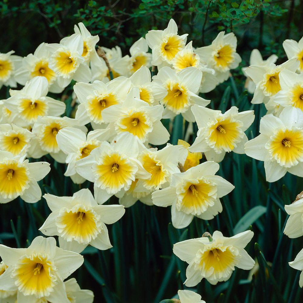 Bloomsz Daffodil Ice Follies Flower Bulb 8 Pack 07541 The Home Depot Bloomsz Daffodil Ice Follies Flower Bulb 8 Pack