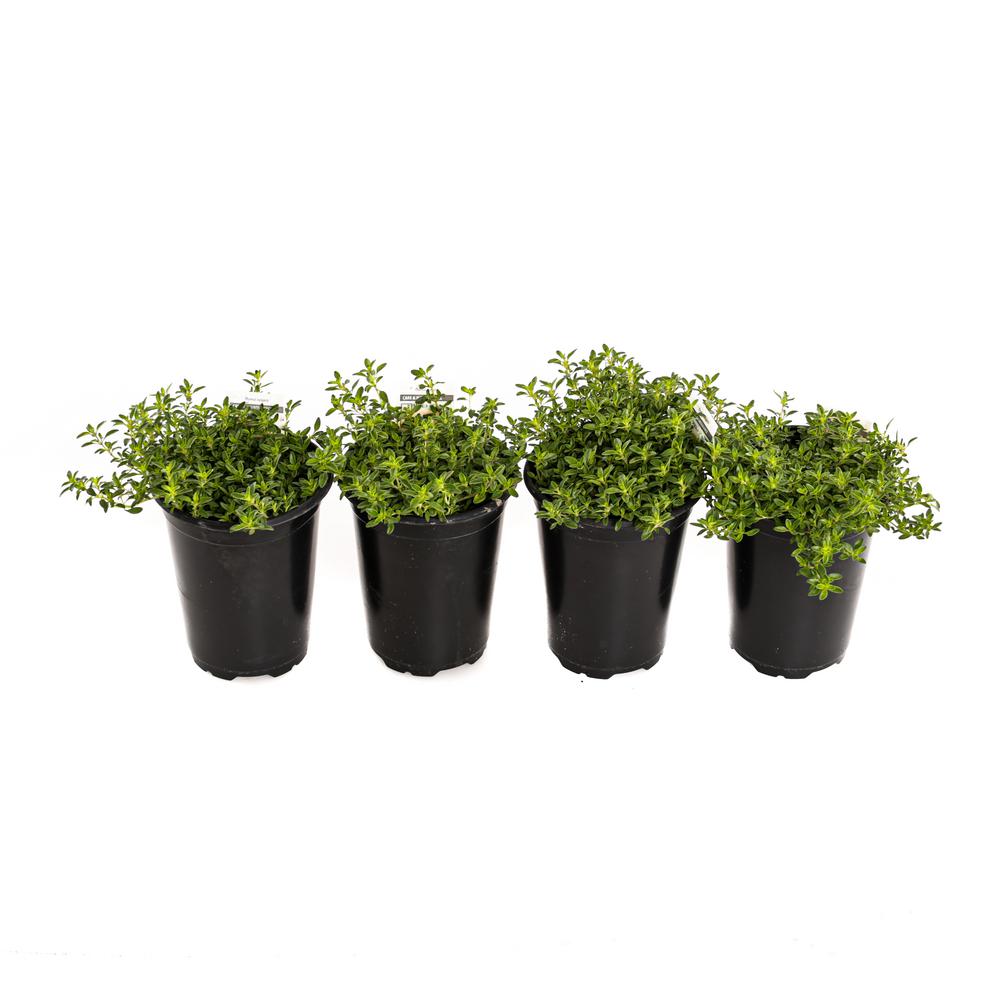 1 qt. Organic French Thyme Plants (4Pack)THYFRC000OVQH The Home Depot