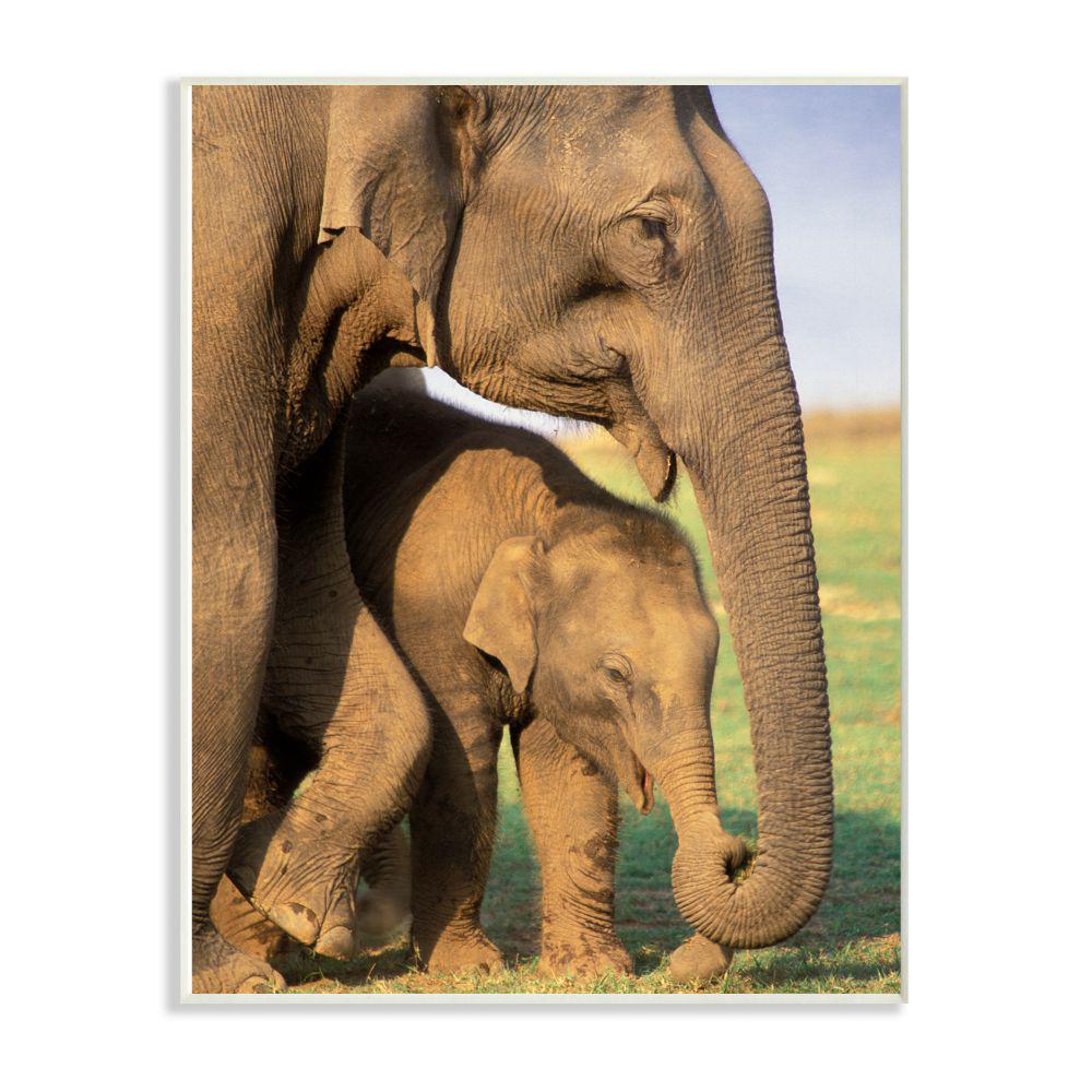 The Stupell Home Decor Collection 12 In X 18 In Elephant Family
