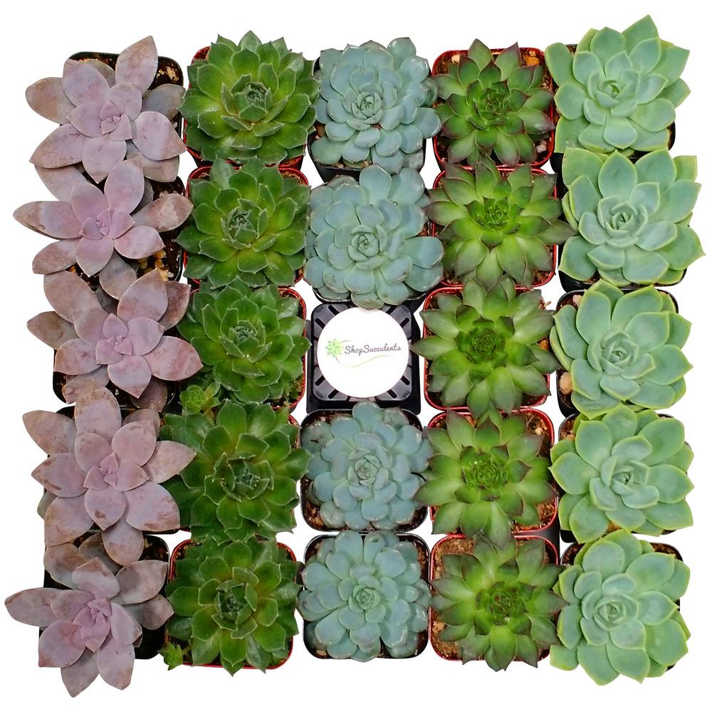 2 In. Blue/Green Collection Succulent (Collection Of 256)-BG256 - The ...