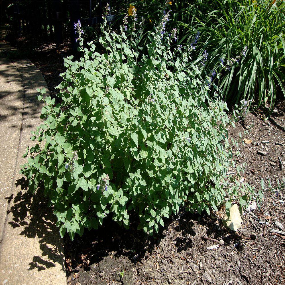 OnlinePlantCenter 1 gal. Walker's Low Catmint Plant-N948CL ...
