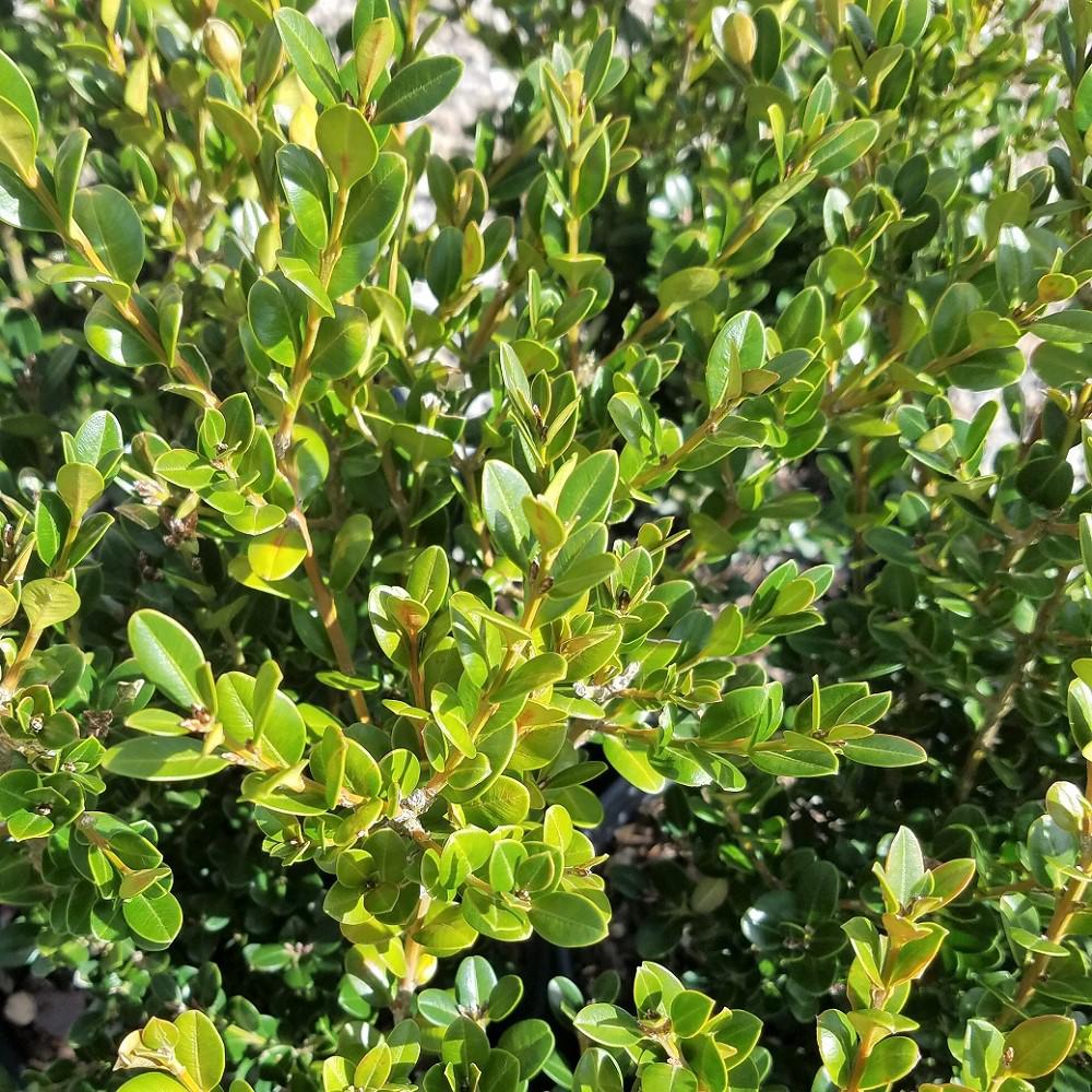 Boxwood - Shrubs - Trees & Bushes - The Home Depot