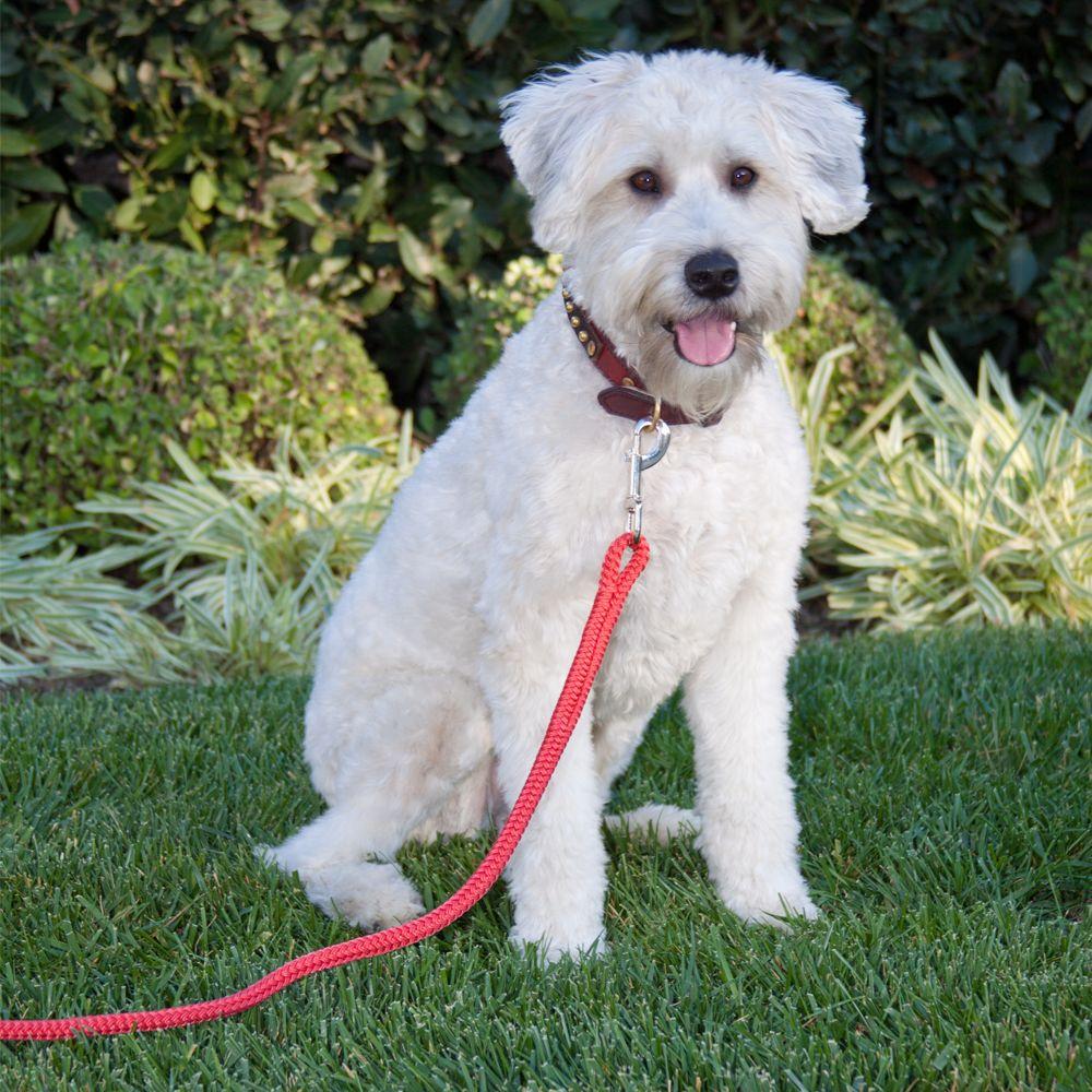 home depot dog leash