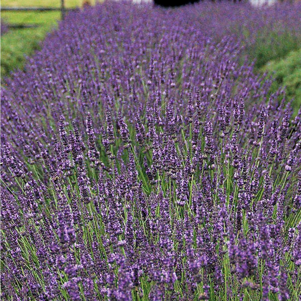 2.5 Qt. Fragrant Purple Flowers with Silvery-Green Leaves Phenomenal Lavender, Live Perennial