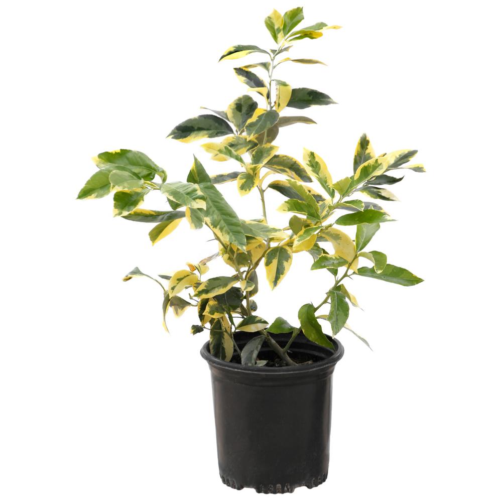 Cottage Farms Direct Variegated 2 5 Qt Pot Eureka Lemon Plant