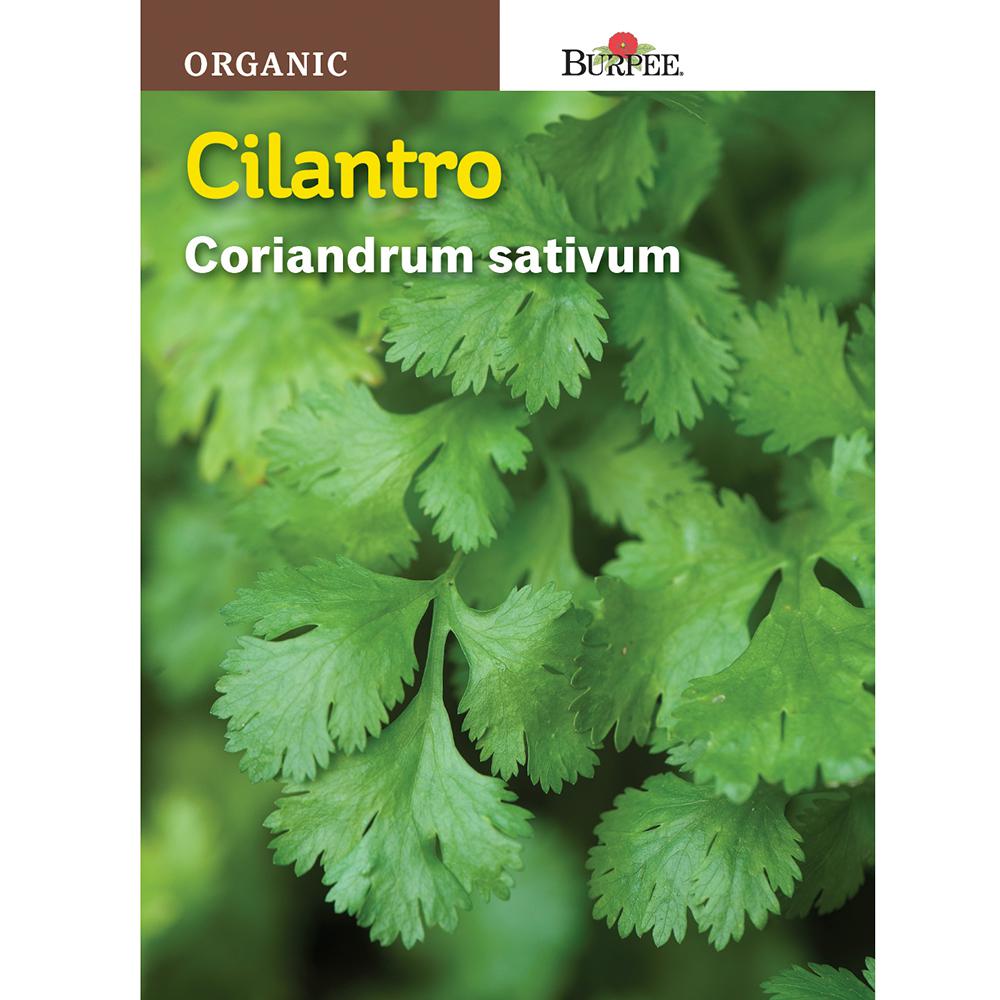 Burpee Organic Cilantro Seed 60003 The Home Depot,How To Attract Hummingbirds To Your Hand
