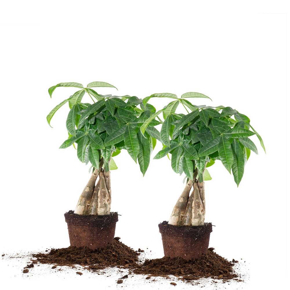 Unbranded Money Tree 5 in. Pot, (2Pack)THD100006 The