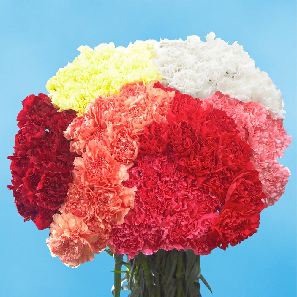 Globalrose Fresh Assorted Valentines Day Carnations 200 Stems 200 Assorted Carnations Vd