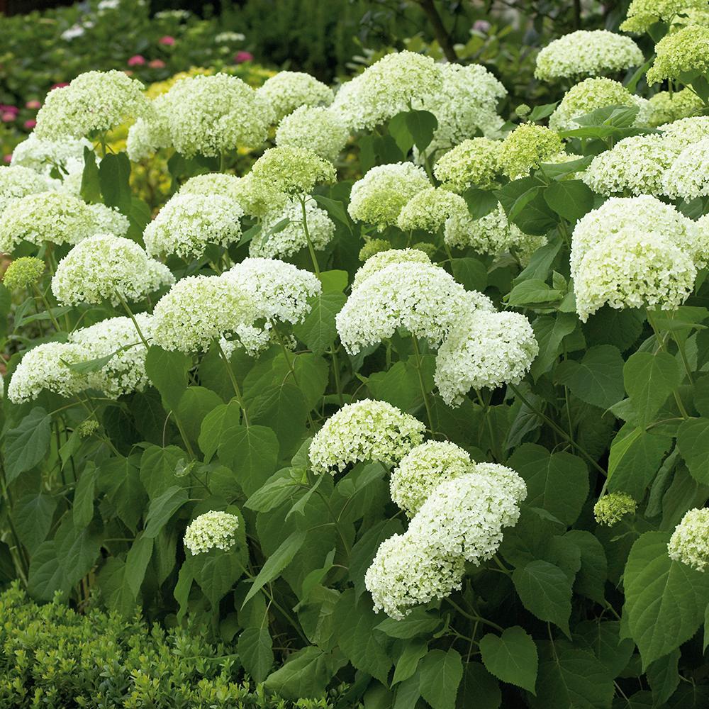 Van Zyverden Hydrangea Annabelle Root Stock 1 Set 83546 The Home Van Zyverden Hydrangea Annabelle Root Stock 1 Set