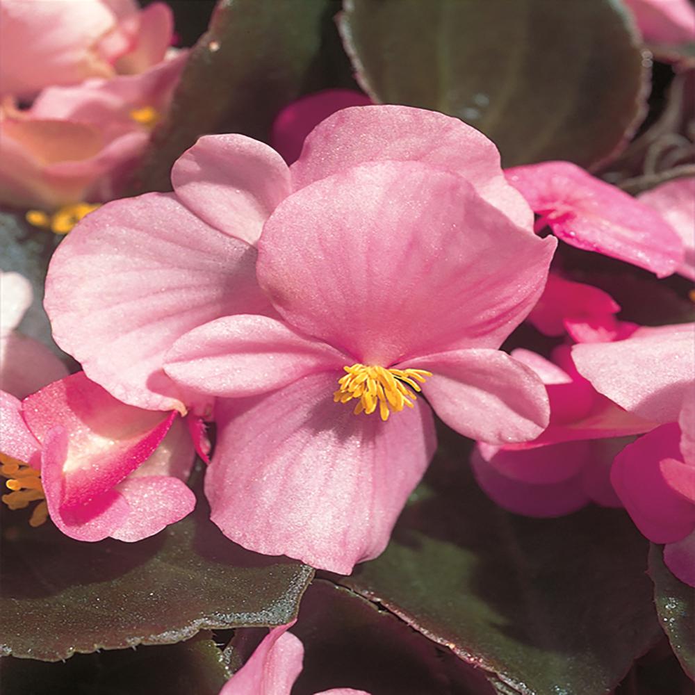 1.88Pint Pink Begonia Plant (8Pack)10088 The Home Depot