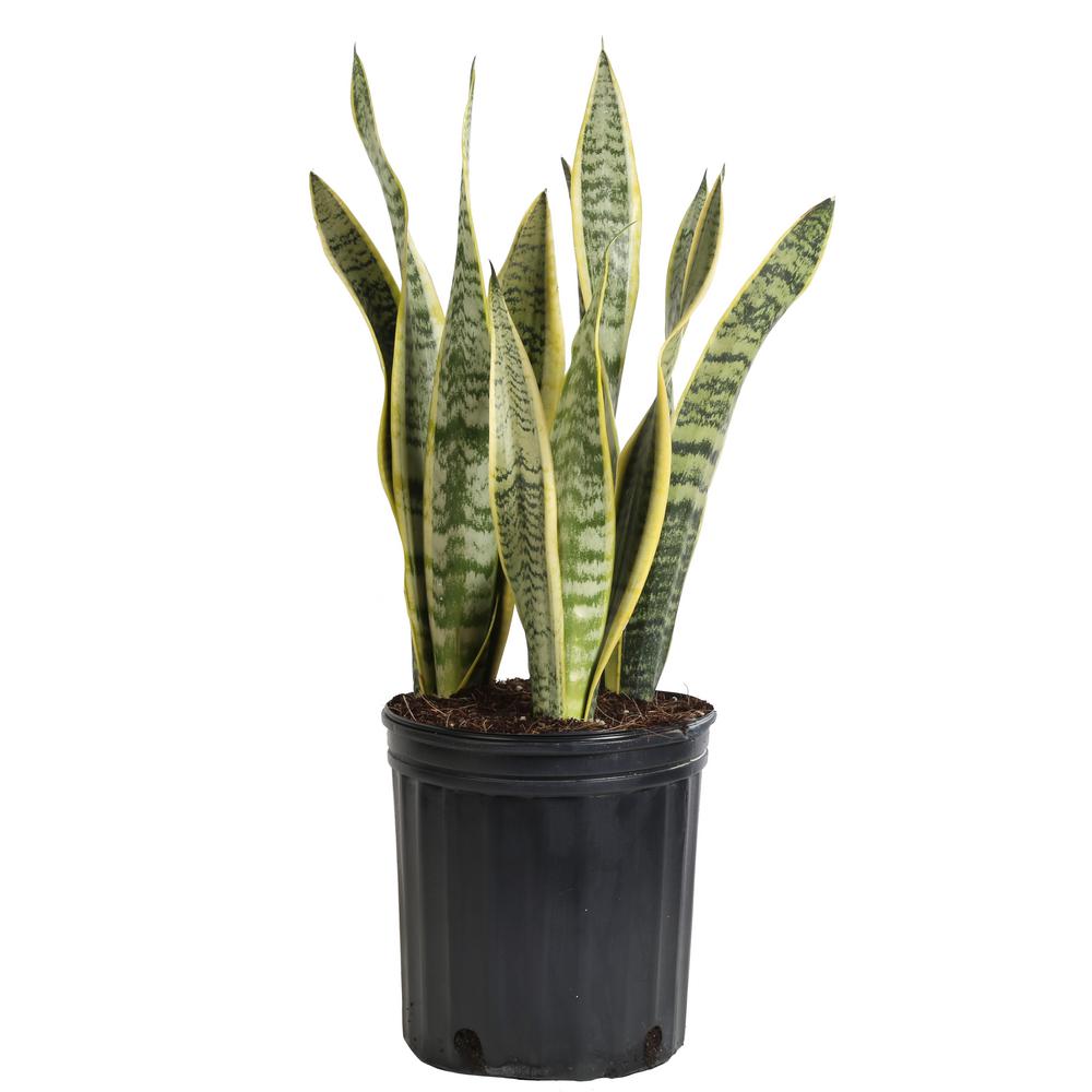 Costa Farms Sansevieria Laurentii in 8.75 in. Grower Pot