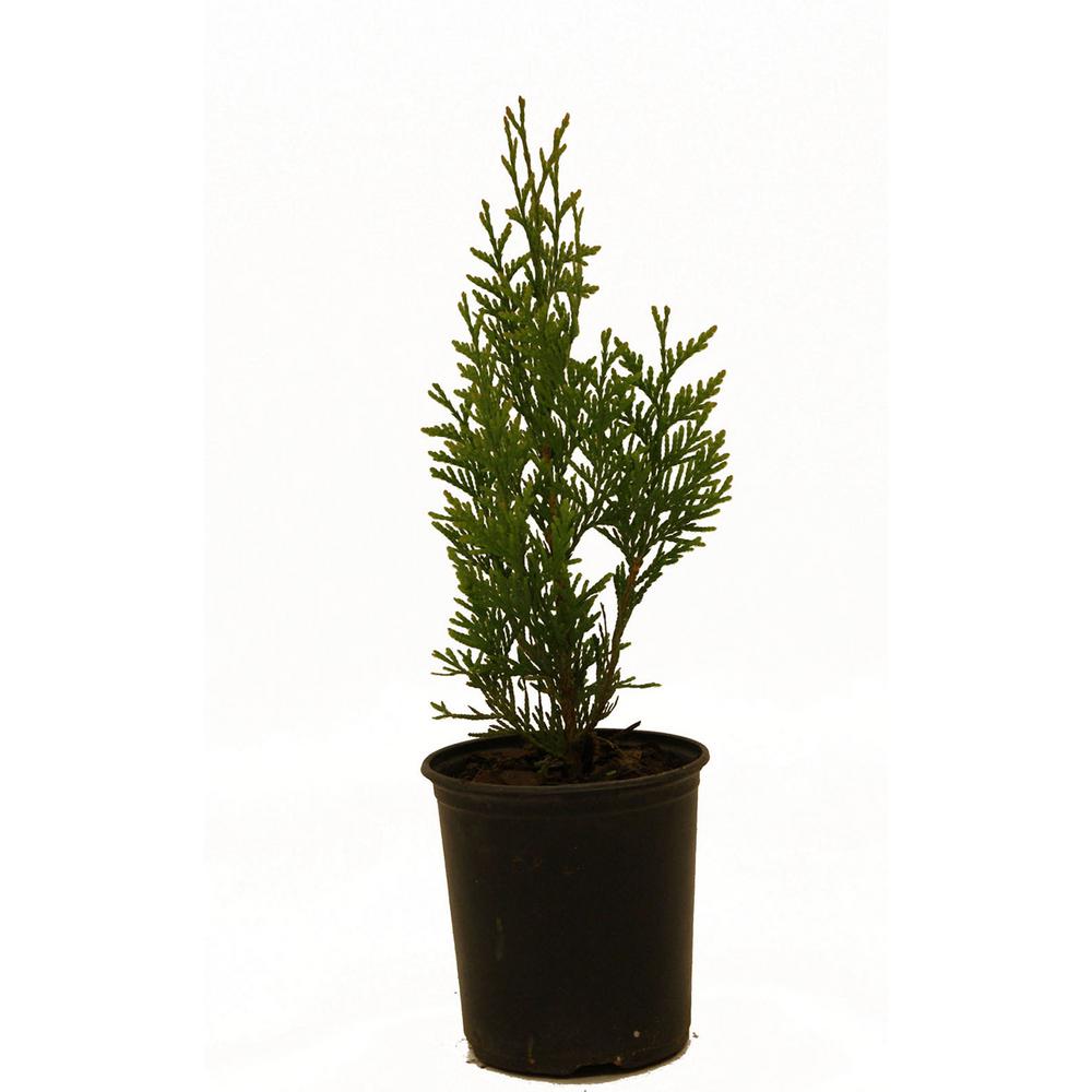 Thuja Green Giant-THUGRE01G - The Home Depot