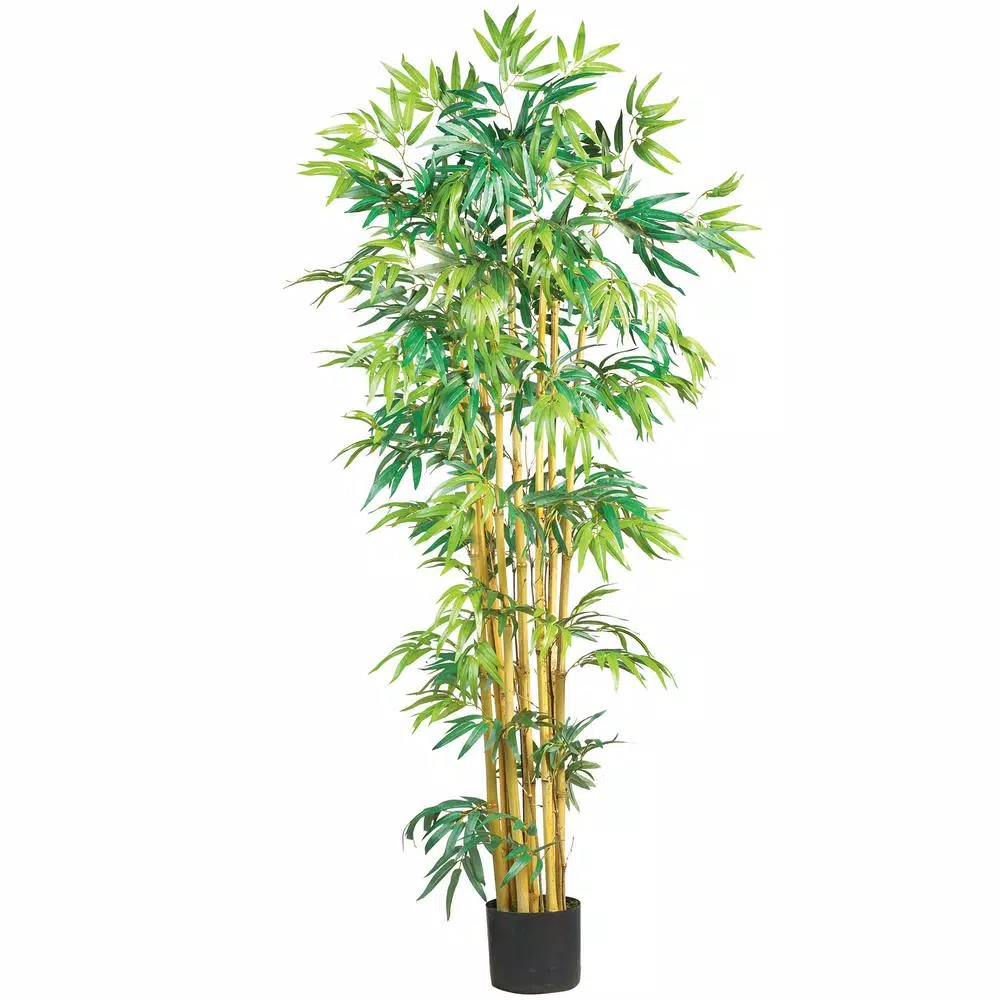 Photo 1 of 5 ft. Bambusa Bamboo Silk Tree