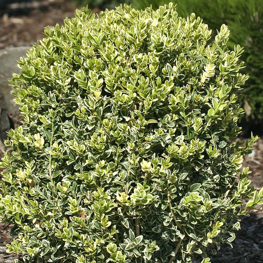 Spring Hill Nurseries 2.50 Qt. Pot, Variegated Boxwood (Buxus), Live