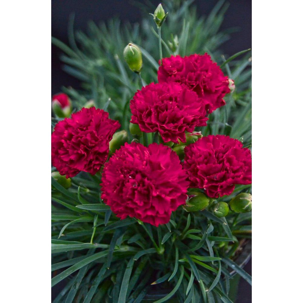 Proven Winners 0.65 Gal. Fruit Punch Cranberry CocktailDIAPWP1087103