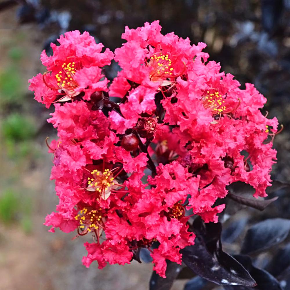 FIRST EDITIONS Midnight Magic Crape Myrtle-CRMMMA03G - The Home Depot