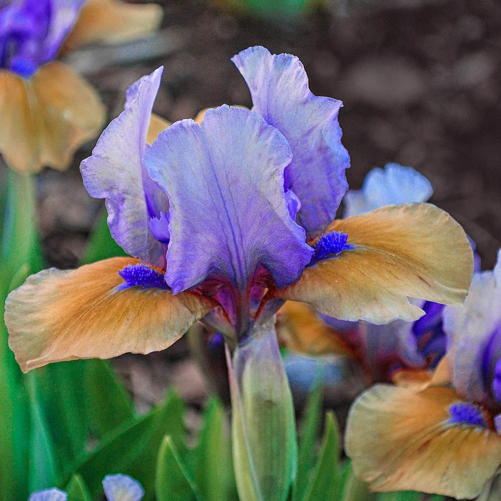 Blueberry Tart Dwarf Iris 2 Bulbs Perennial Impressive Bare Roots Plant Flower