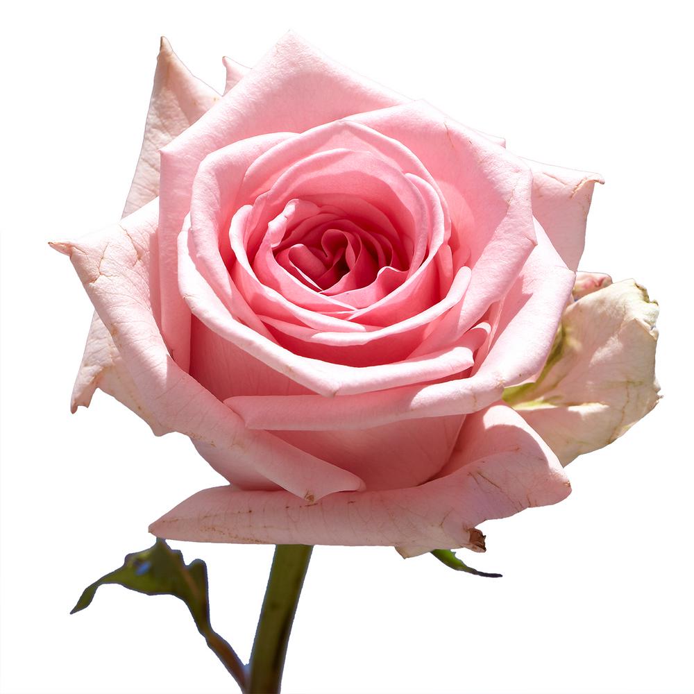 Globalrose 50 Pink Roses Fresh Flower Delivery50