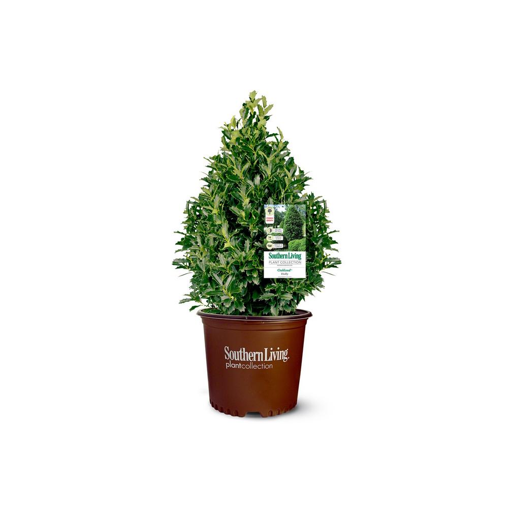Southern Living Plant Collection 3 Gal. Oakland Holly