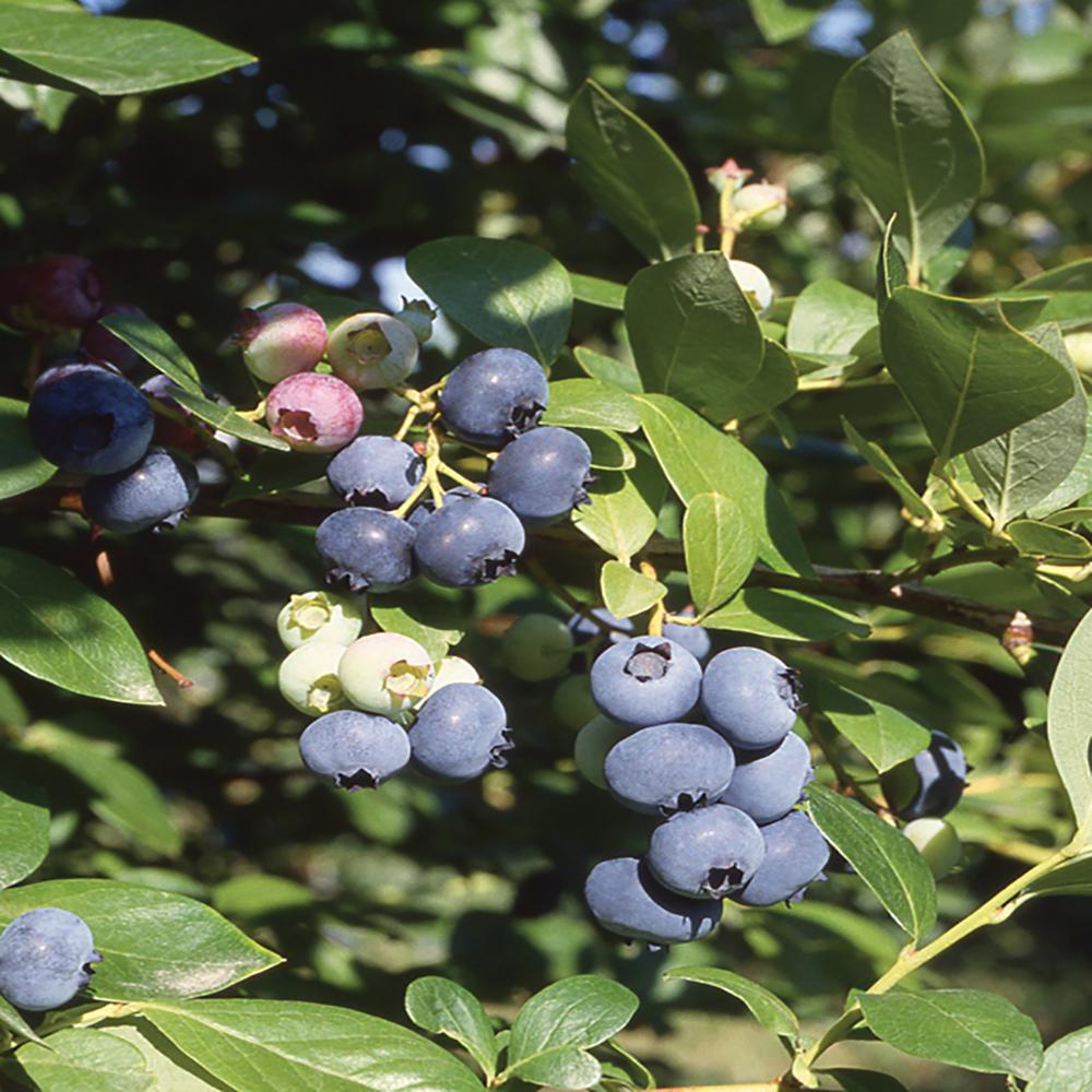 Vigoro 2.5 Qt. Fruit Bearing Blueberry Plant1000041723