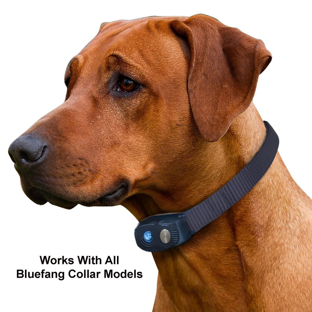 bluefang collar
