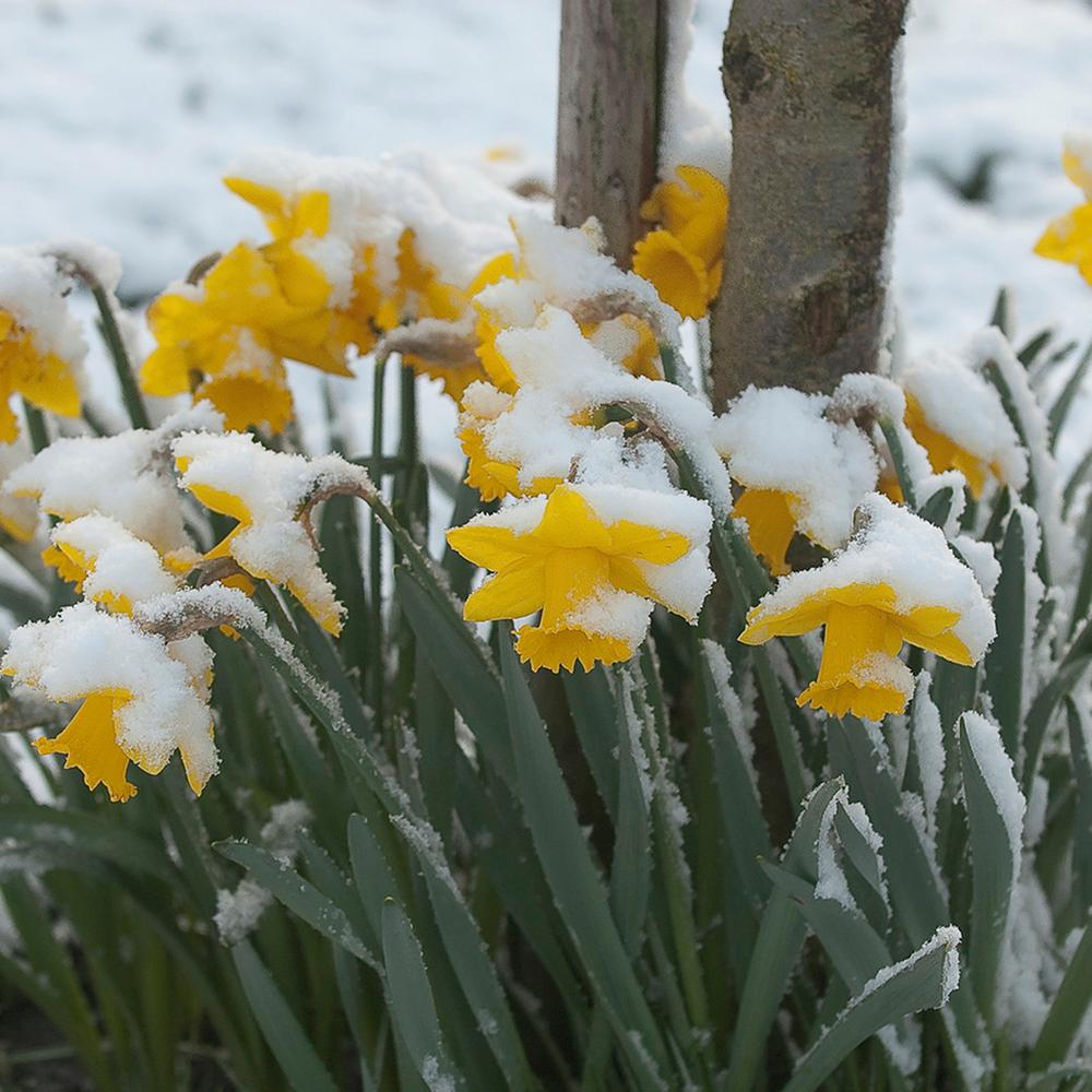 Van Zyverden Daffodils Bulbs First To Bloom Yellow (Set of