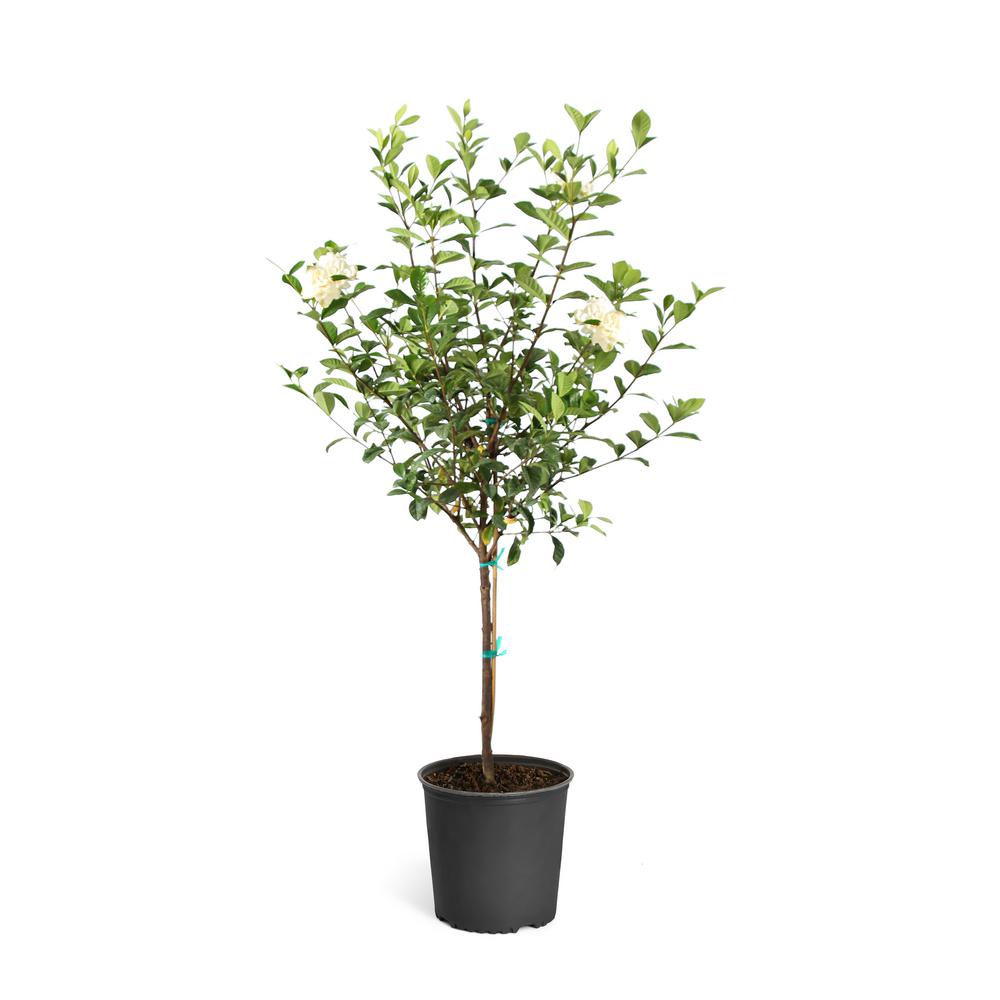 Gardenia Trees Plants Garden Flowers The Home Depot