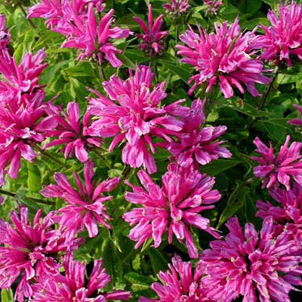 OnlinePlantCenter 1 gal. Petite Delight BeeBalm PlantM940CL The