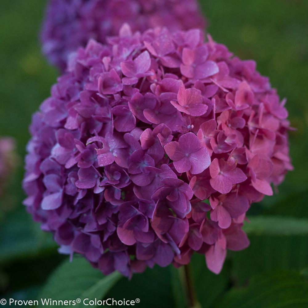 Proven Winners 1 Gal Let S Dance Rave Reblooming Hydrangea Let S Dance Rave Reblooming Hydrangea Macrophylla Live Shrub In