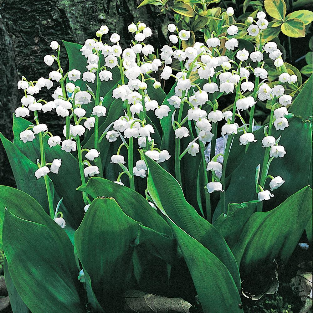 Full Shade Perennials Garden Plants Flowers The Home Depot Lily