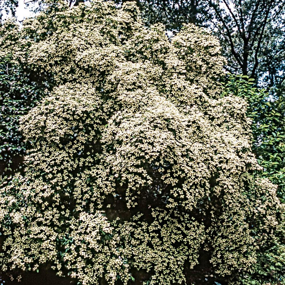 Empress of China Dogwood in Full Bloom