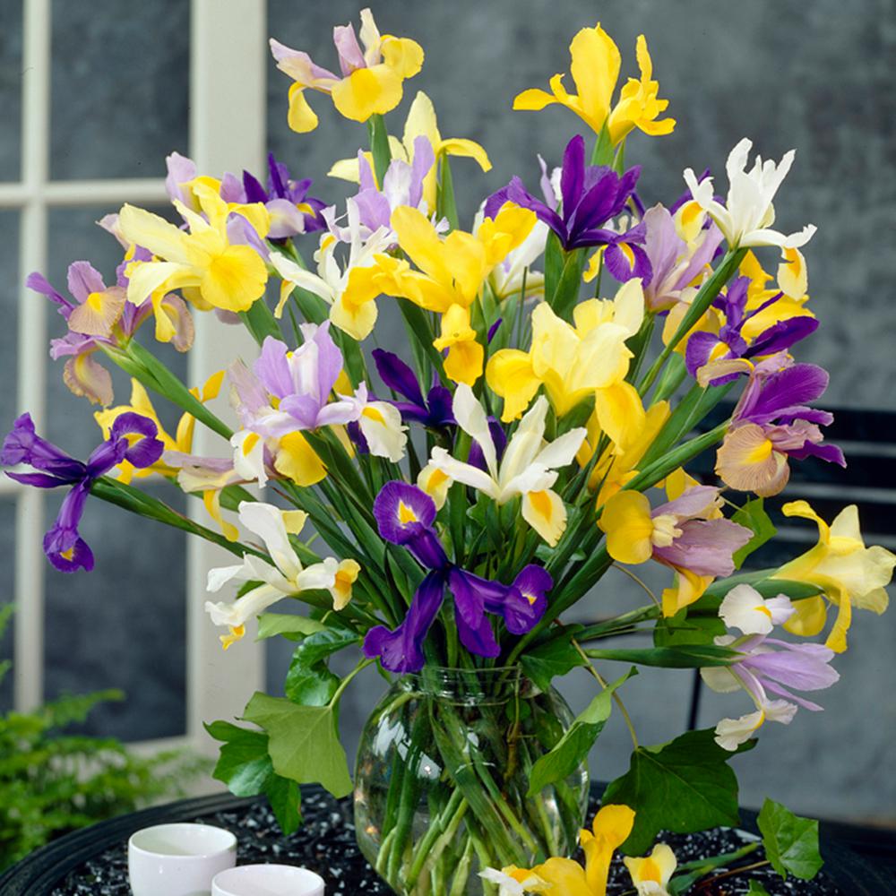 20 Iris Flower Bulbs Garden Plants Flowers The Home Depot Dutch Iris Mixed Bulbs Set Of 25