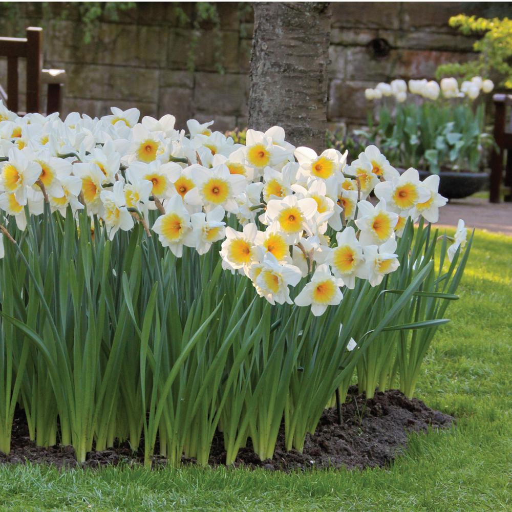 Longfield Gardens Anemone Blanda Assorted Bulbs (25Pack)10000211