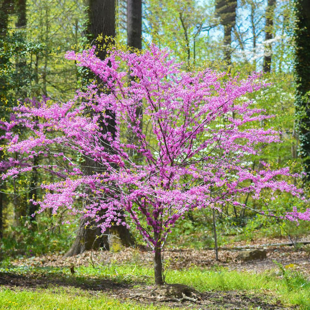 5 Gal. Eastern Redbud Tree with Pink Blossoms-REDBUD05G - The Home Depot