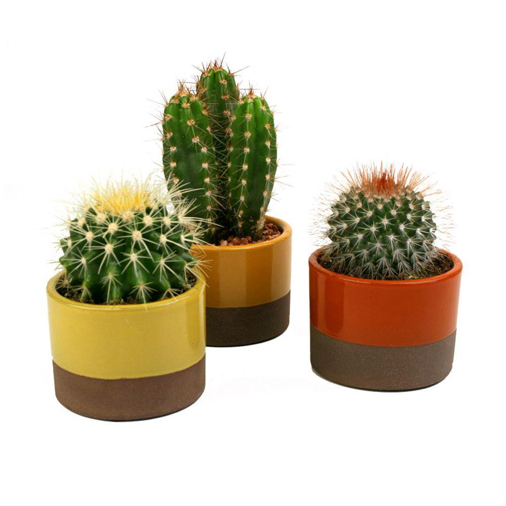 3 5 in Assorted Cactus  Plant in Horizon Deco Pot  3 Pack 