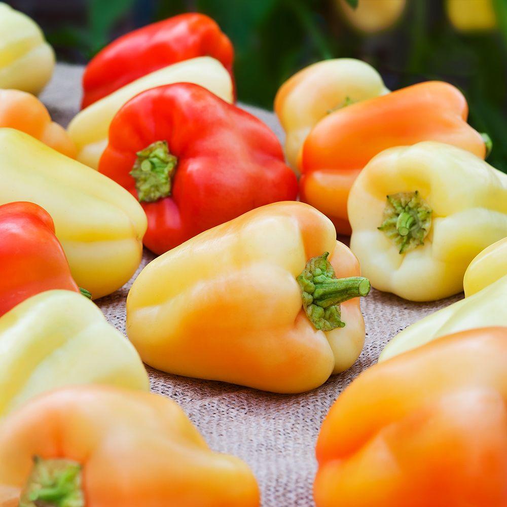 Bonnie Plants 19.3 oz. Gypsy Pepper Plant3700 The Home